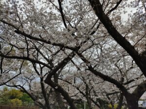 福岡市南区にある桧原桜の写真