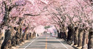 福島県・夜の森桜